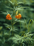 Kamchatka Lilies in Bloom