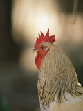 Close View of a Rooster