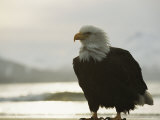An American Bald Eagle Stands on the Shore