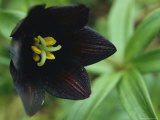 Beautiful Black Wildflower Blossom