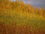 Sunset Illuminates the Autumn Colors of Willow Trees