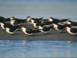 A Group of Black Skimmers Stand on a Sandbar