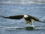 An American Bald Eagle Lunges Toward its Prey Below the Water