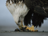 An American Bald Eagle Feeds off of a Fish Carcass