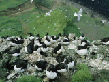 Red-Legged Kittiwakes and Thick-Billed Murres on a Coastal Rookery