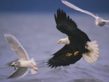 An American Bald Eagle Pursues a Gull with a Fish in its Beak