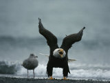 An American Bald Eagle Vocalizes