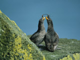 A Pair of Crested Auklets in Their Breeding Plumage