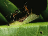 A Pair of Ants Carrying Away a Caterpillar