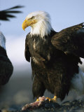 An American Bald Eagle Clutches a Fish in its Talons