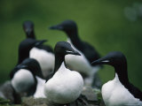 A Group of Thick-Billed Murres on a St George Island Rookery