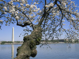 Cherry Trees Blooming in Spring Near the Washington Monument