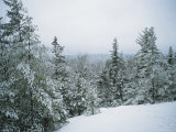 Snow-Covered Evergreens in a Winter Landscape