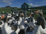 Domestic Geese Graze on the Lawn by a Local Farmers House