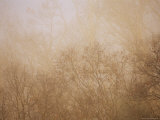 Sycamore and Oak Trees in Early Morning Fog on Otter Lake
