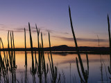 A New Moon and Silhouetted Weeds Along the Water at Twilight