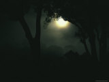 Moonlight Through Fog and Silhouetted Trees