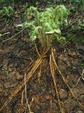 A Fern with Fronds Still Curled in Fiddleheads