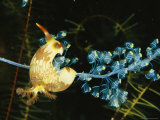 A Nudibranch  or Sea Slug  Feeds on a Colonial Tunicate  Nembrotha Lineolata