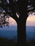 Sunset and Silhouetted Oak over the Shenandoah Valley  Dickeys Ridge Visitors Center