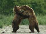 Two Brown Bears Fighting While Standing on Hind Legs