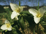 Delicate Tri-Lobed Wildflowers in Bloom