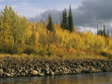 Sunset Shines on Birch and Willow Trees Along the Ramparts River