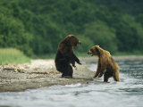 Two Brown Bears Fighting on the Bank of a Waterway