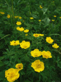 Yellow Wildflowers Blooming in Lush Green Foliage