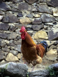 Rooster with Stone Wall Behind  Yang River Canyon  Shaoguan Area