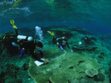 Divers Mapping the Area Find Fragile Table Coral in Kantons Lagoon