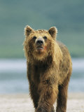 A Brown Bear Walking Near the Waters Edge