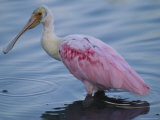 A Roseate Spoonbill Wading in Shallow Water