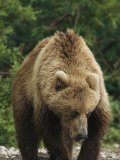 A Brown Bear Walking Along a Forests Edge