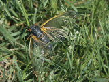 Close View of an Adult Brood X  17-Year Cicada in Grass