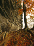 Raven Rock and Autumn Colored Beech Tree