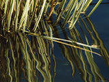 Aquatic Grasses Reflected on the Surface of Deep Blue Water