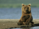 A Brown Bear Sitting on a Shore
