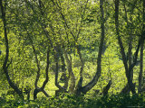 A Stand of Trees