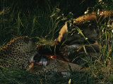 Following a Game of Tug-Of-War over a Impala Tjololo and a Spotted Hyena Feast on the Carcass