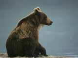 A Brown Bear Sitting on a Shore