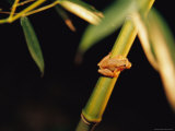 A Spring Peeper Frog Perches on a Bamboo Stalk
