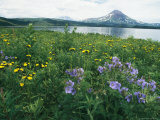 Wildflowers Blooming in Meadow Near Waterway and Volcano