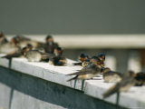 A Group of Swallows Sitting on a Railing