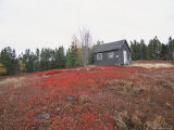 A Blueberry Field with a Tiny House Along Maines Route One