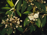 Mountain Laurel in Bloom in Early Morning Light