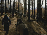 Mongolian Woman Leads her Herd Through the Forest