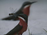 Close View of a Rosy Bee Eater Bird Eating an Insect