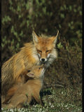 A Red Fox Mother and Her Pup