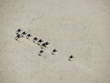 Long Shadows of Camels across Salt Flats above Lake Assal  Djibouti